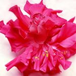 Profile Picture of Angela Carlton (@angela.carlton.963) on Instagram