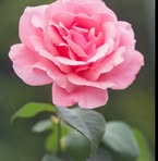 Profile Picture of Nila Nilav (@nila.sharon) on Facebook