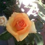 Profile Picture of Jose Refugio Gallegos (@kuko_gallegos) on Instagram