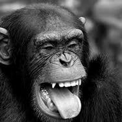 Profile Picture of Mitch Morton (@mitchintn) on Twitter