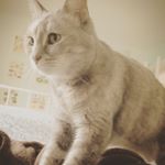 Profile Picture of Ruby, Carmen, Dolores & Catsby (@catsitabonita) on Instagram