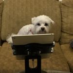 Profile Picture of Lori Bent (@loribent) on Instagram