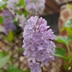 Yolanda Ferrer Sebastiá - Instagram Profile Picture of Yolanda Ferrer Sebastiá (@laslilas10) on Instagram