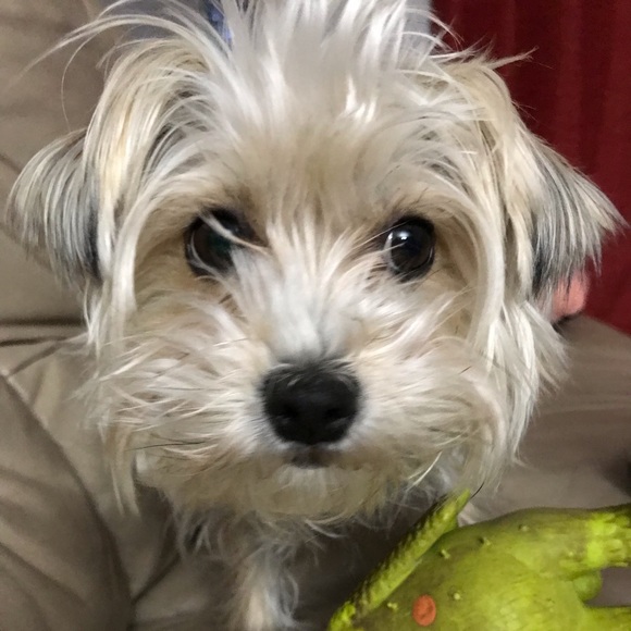 Profile Picture of Raechelle Boddy (@lbrown5548) on Poshmark