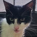 Profile Picture of Pamela Torres (@blowysnowy) on Instagram