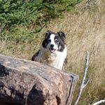 Profile Picture of Ian MacQuarrie (@macquarrieian) on Instagram