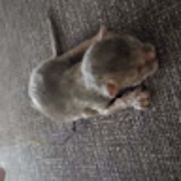 Profile Picture of Iseis Carper (@iseiscarper) on Poshmark