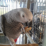 Profile Picture of Joe Tai (@wxy89) on Youtube