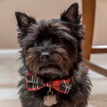 Profile Picture of Cairn Terrier Blakely (@blakelypup) on Instagram