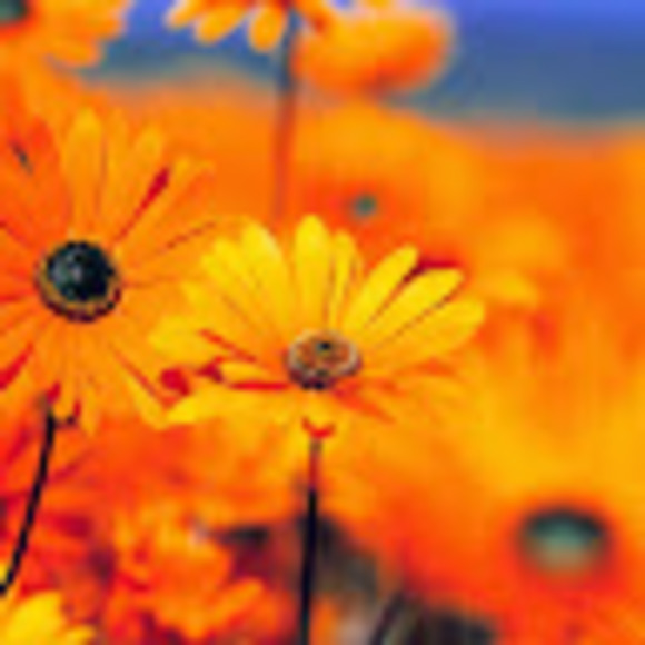 Profile Picture of L White (@ljwhite68) on Poshmark