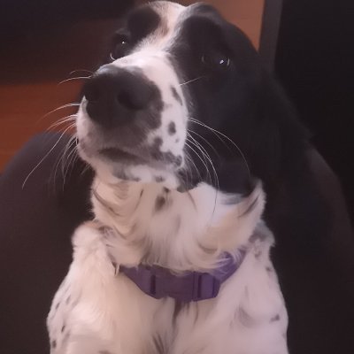 Profile Picture of Gabriel Bernier (@Ecrevissecoquet) on Twitter