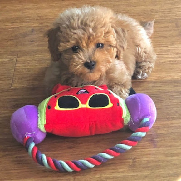 Profile Picture of Zoey Halaby (@zoeyhalaby) on Poshmark