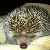 Profile Picture of Albert Rex (@albertrex1631) on Youtube