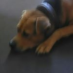 Profile Picture of I'm a German shepperd/boxer (@_bandit_12345) on Instagram