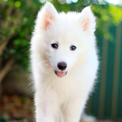 Profile Picture of Enola Niedercorn (@enola57480) on Twitter