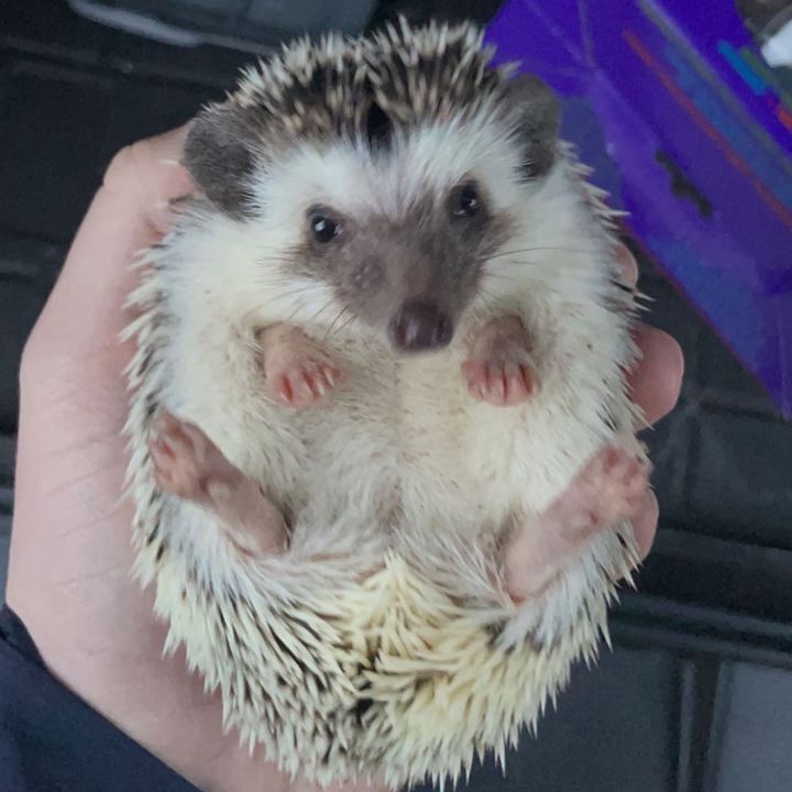 Profile Picture of hubert.the.hedgie (@hubert.the.hedgie) on Tiktok