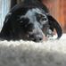Profile Picture of Lucy Wolfe (@lucy.wolfe.5) on Facebook