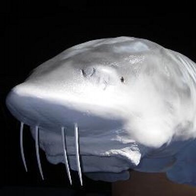 George The Sturgeon - Twitter Profile Picture of George The Sturgeon (@SturgeonGeorge) on Twitter