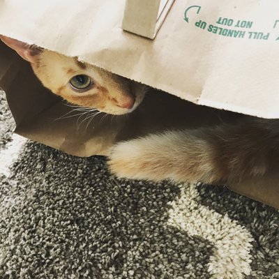 Profile Picture of Amber Couse (@thecousehouse) on Twitter