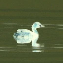 Profile Picture of Kyle Johannes (@johnnykaail) on Twitter