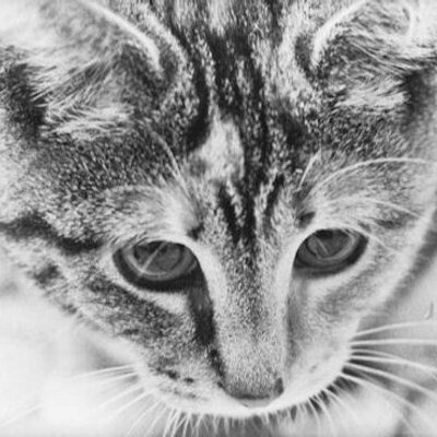 Profile Picture of Fred Van Zijll (@fvzijll) on Twitter