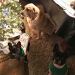 Profile Picture of Teddy.Claire.Foster Friends (@teddy_claire_fosterfriends) on Instagram