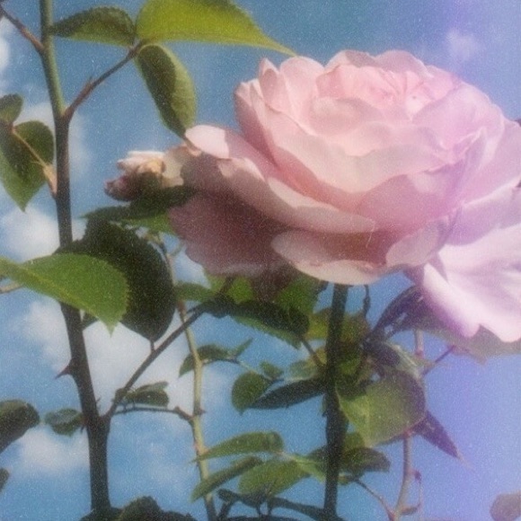 Profile Picture of Anna Terranova (@a_at) on Poshmark