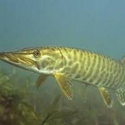 Profile Picture of Jim Marmion (@nomuskyyet) on Twitter