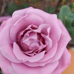 Profile Picture of Lynn Archer (@corelliesmom) on Instagram