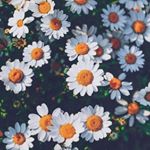 Profile Picture of Julia Soriano (@julia_soriano00) on Instagram