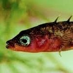 Profile Picture of Kevin (@s_t_i_c_k_l_e_b_a_c_k) on Instagram