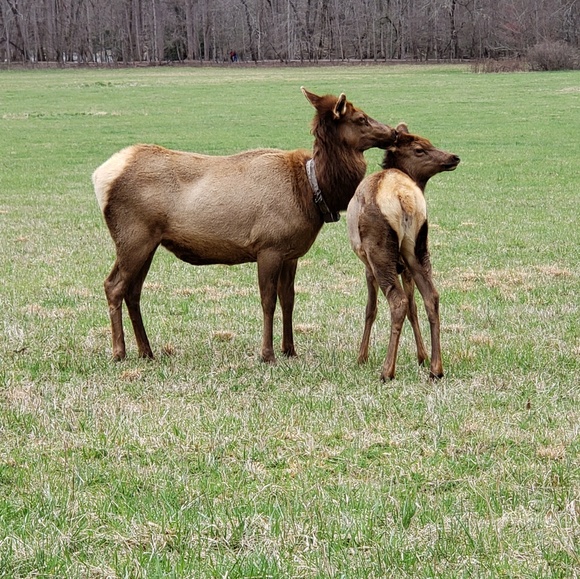 Profile Picture of Sharon Boeder (@shadw7681) on Poshmark