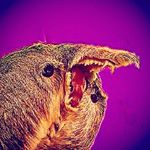 Profile Picture of Matthew Misener (@matt_misener) on Instagram