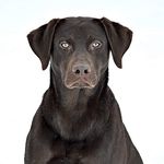 Profile Picture of Nathan Patterson (@nontypicallabs) on Instagram