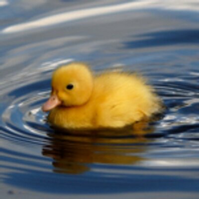 Profile Picture of Matthew Horton (@gschorton) on Twitter