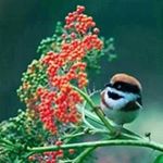 Profile Picture of Haroon Sadiq (@haroon.sadiq.988) on Instagram