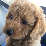 Profile Picture of Teddy Bonapace (@teddy.bonapace) on Instagram