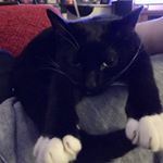 Profile Picture of Penny Clark (@penfold_mcgee) on Instagram