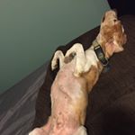 Profile Picture of Chad Schatz (@smug_beagle) on Instagram