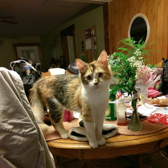 Profile Picture of Catherine Mitchell (@kruella69) on Poshmark