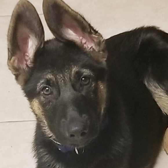 Profile Picture of Kristin Boytis (@mrsboytis) on Poshmark