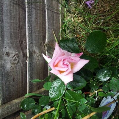 Profile Picture of Sue Holloway (@soozhol) on Twitter