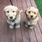 Profile Picture of Charles & Lulu (@charles_lulu_spoodle) on Instagram