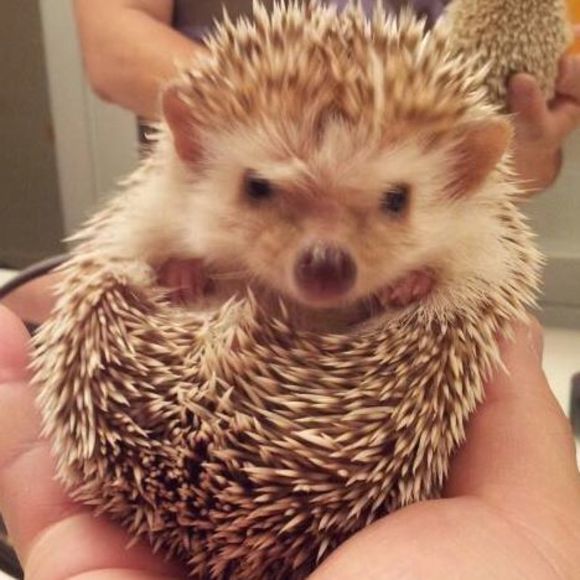 Profile Picture of Ellen Cha (@secha) on Poshmark