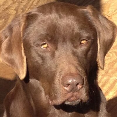 Profile Picture of Jason Hackney (@shrekjh10) on Twitter