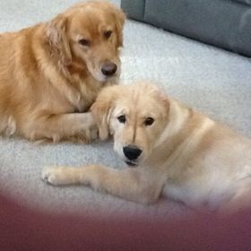 Profile Picture of Lisa Kovach (@musicmomma6) on Pinterest