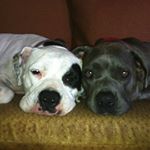Profile Picture of Charlene & Edith (@dogpyle) on Instagram