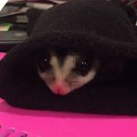 Profile Picture of Phoebe Owen (@suggie.phoebe) on Instagram