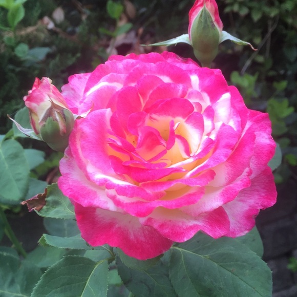 Profile Picture of Janice Bennett (@missionposhable) on Poshmark