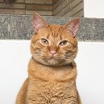 Oliver Maxwell C - Instagram Profile Picture of Oliver Maxwell C (@olivermaxwellthecat116) on Instagram